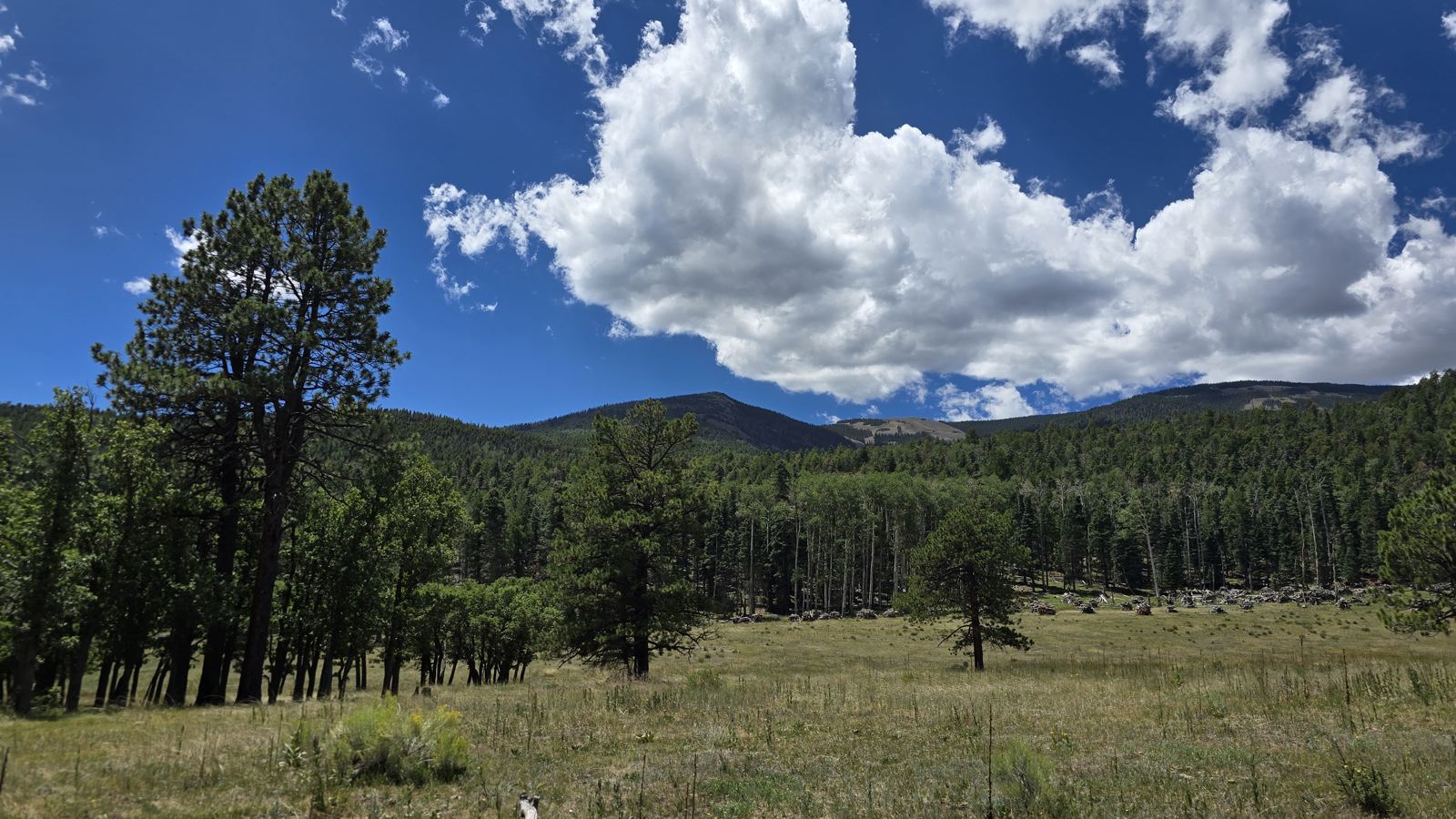 Bear Country